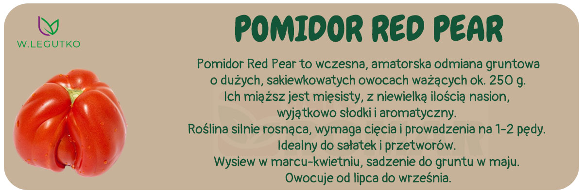 Nasiona pomidora Red Pear 0.50g – W. Legutko, duże i słodkie owoce o wyjątkowym smaku